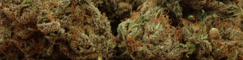 Hybrid Cannabis Portland OR