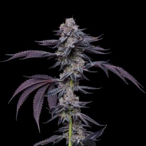 Gas Face By LOWD
