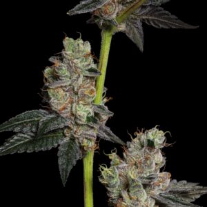 Pickle Juice By LOWD 33%