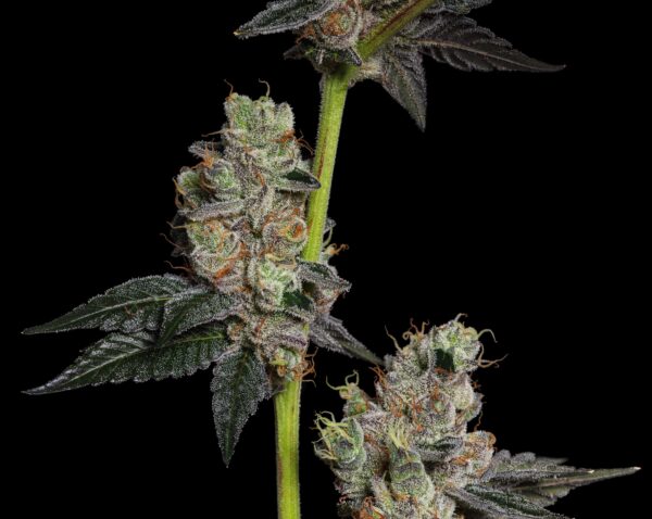 Pickle Juice By LOWD 33%