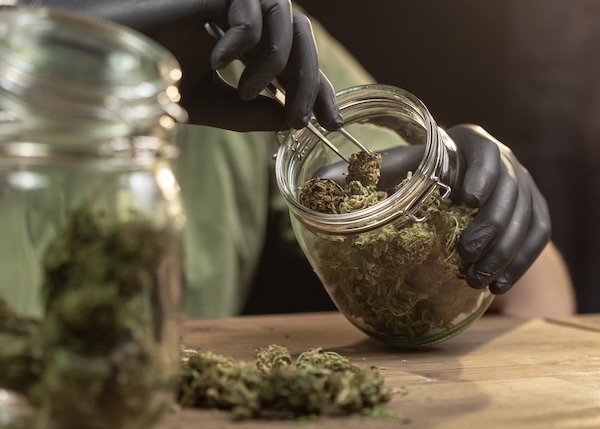 Man wearing black nitrile gloves carefully removes a cannabis flower nug from a glass jar containing cured marijuana buds.