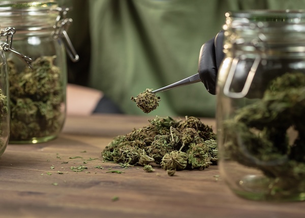 Man wearing black nitrile gloves carefully removes a cannabis flower nug from a glass jar containing cured marijuana buds.