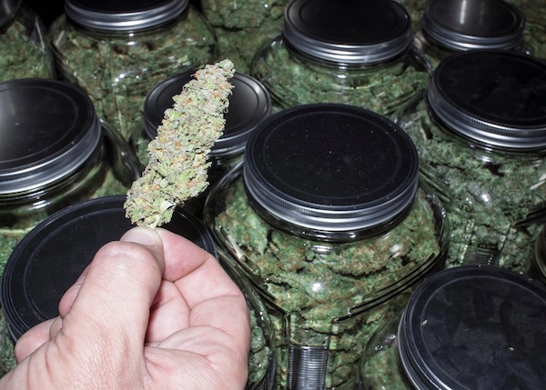 Man holding a large cannabis nug above an open glass jar filled with marijuana buds.