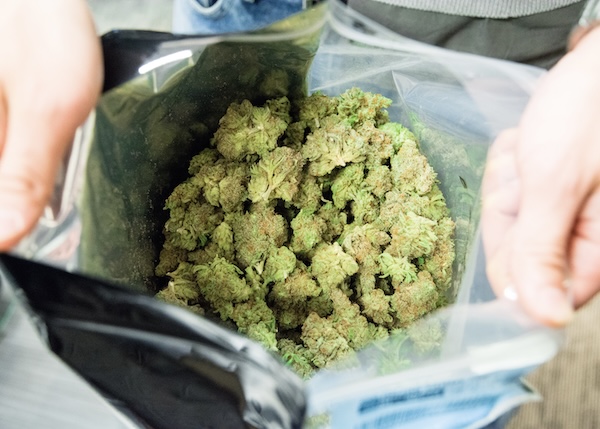 Person opening a sealed bag of cannabis flower.