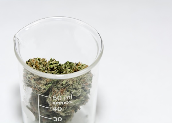 Glass jar filled with cannabis flower buds displayed on a clean white background.